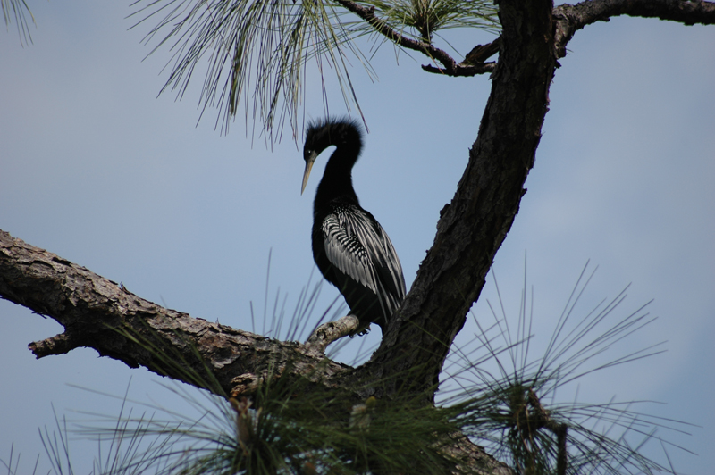 pnh_040406_113