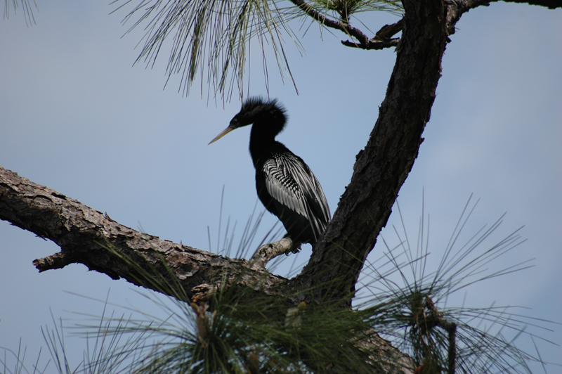 pnh_040406_114