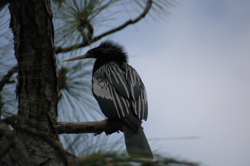 pnh_040406_125