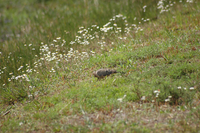 pnh_040406_168