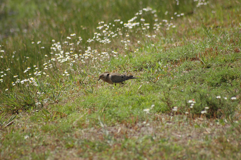 pnh_040406_170