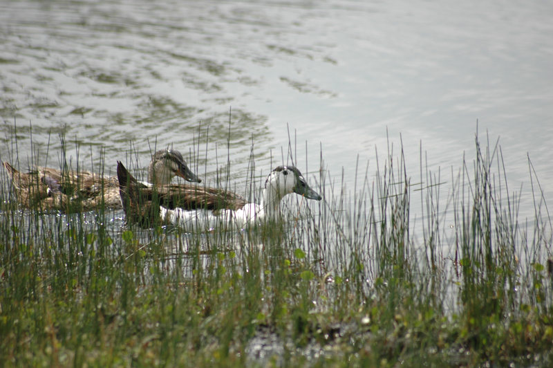 pnh_040406_189