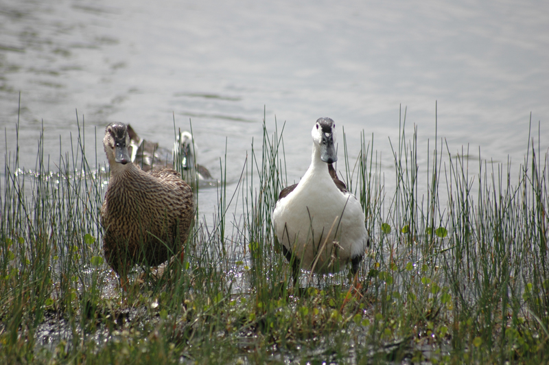 pnh_040406_191