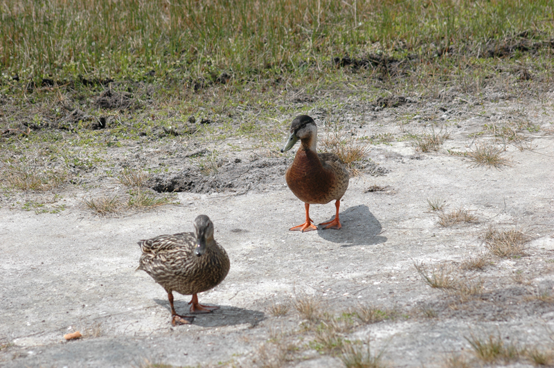 pnh_040406_197