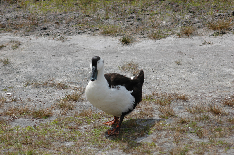 pnh_040406_198