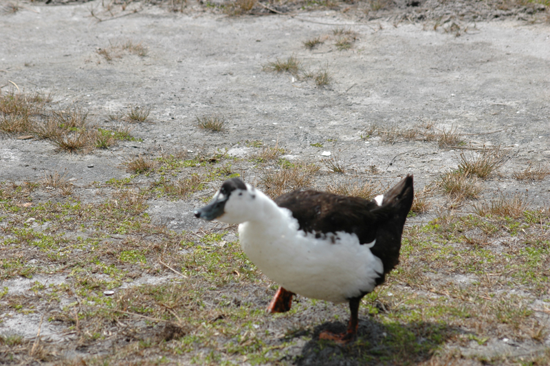 pnh_040406_199