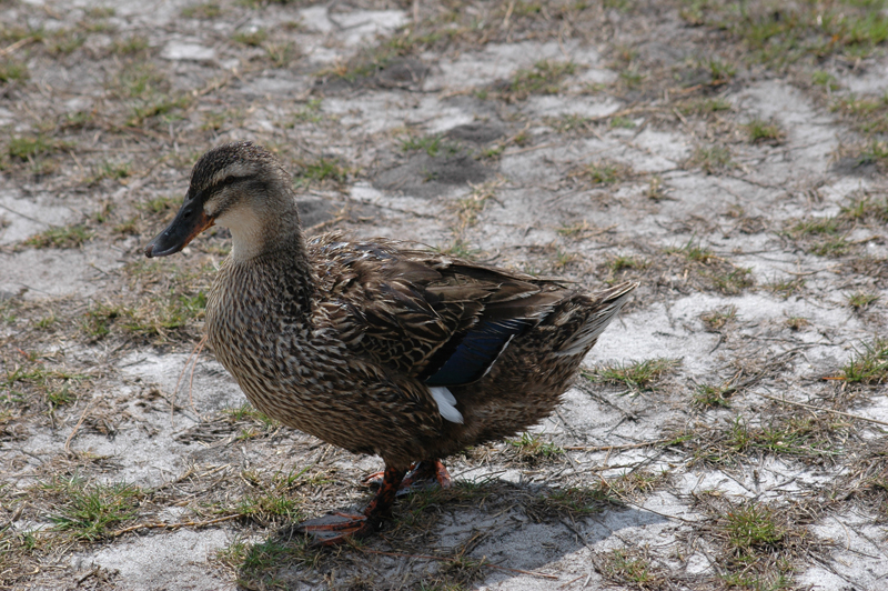 pnh_040406_200