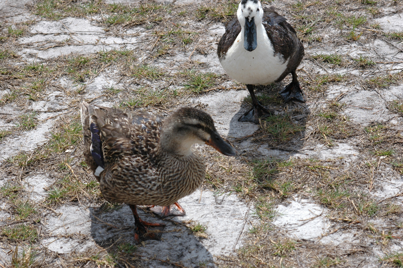 pnh_040406_205