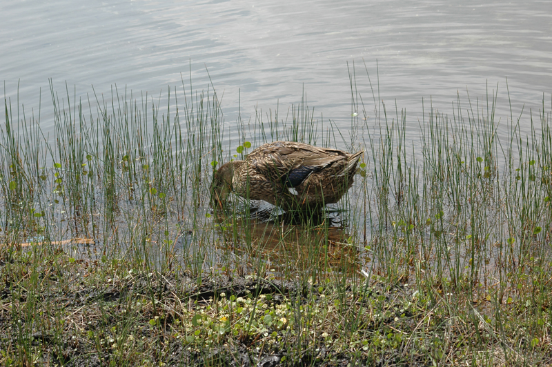 pnh_040406_209