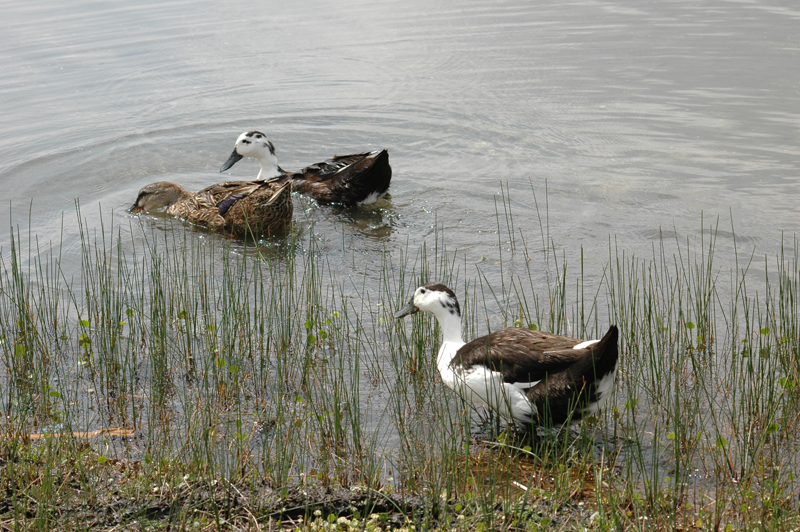pnh_040406_216