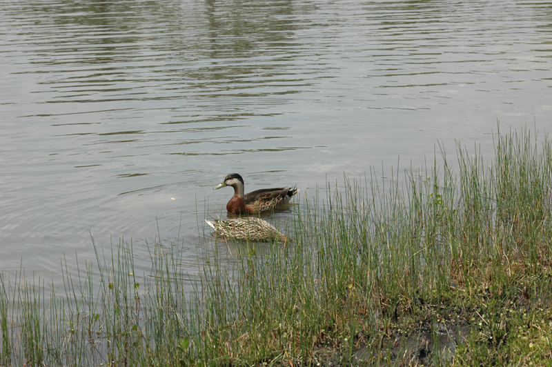 pnh_040406_218