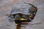 pnh_040406_097
