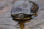 pnh_040406_098