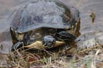 pnh_040406_099
