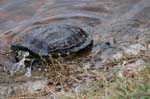 pnh_040406_102