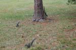 pnh_040406_151