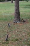 pnh_040406_153