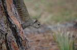 pnh_040406_162
