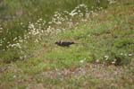 pnh_040406_170