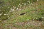 pnh_040406_171