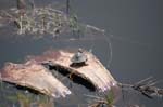 pnh_040406_177