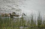 pnh_040406_189
