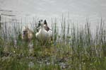 pnh_040406_190