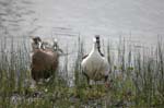 pnh_040406_191