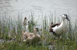 pnh_040406_192