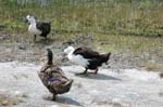 pnh_040406_193