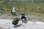pnh_040406_194