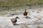 pnh_040406_195