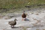 pnh_040406_196