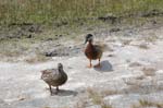 pnh_040406_197