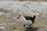 pnh_040406_199