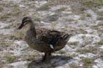 pnh_040406_200
