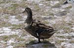 pnh_040406_201
