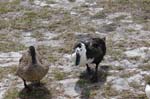 pnh_040406_203