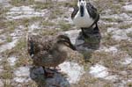 pnh_040406_205