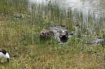 pnh_040406_207