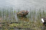 pnh_040406_208