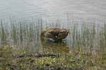 pnh_040406_209