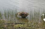 pnh_040406_210