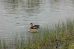 pnh_040406_218