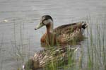 pnh_040406_220