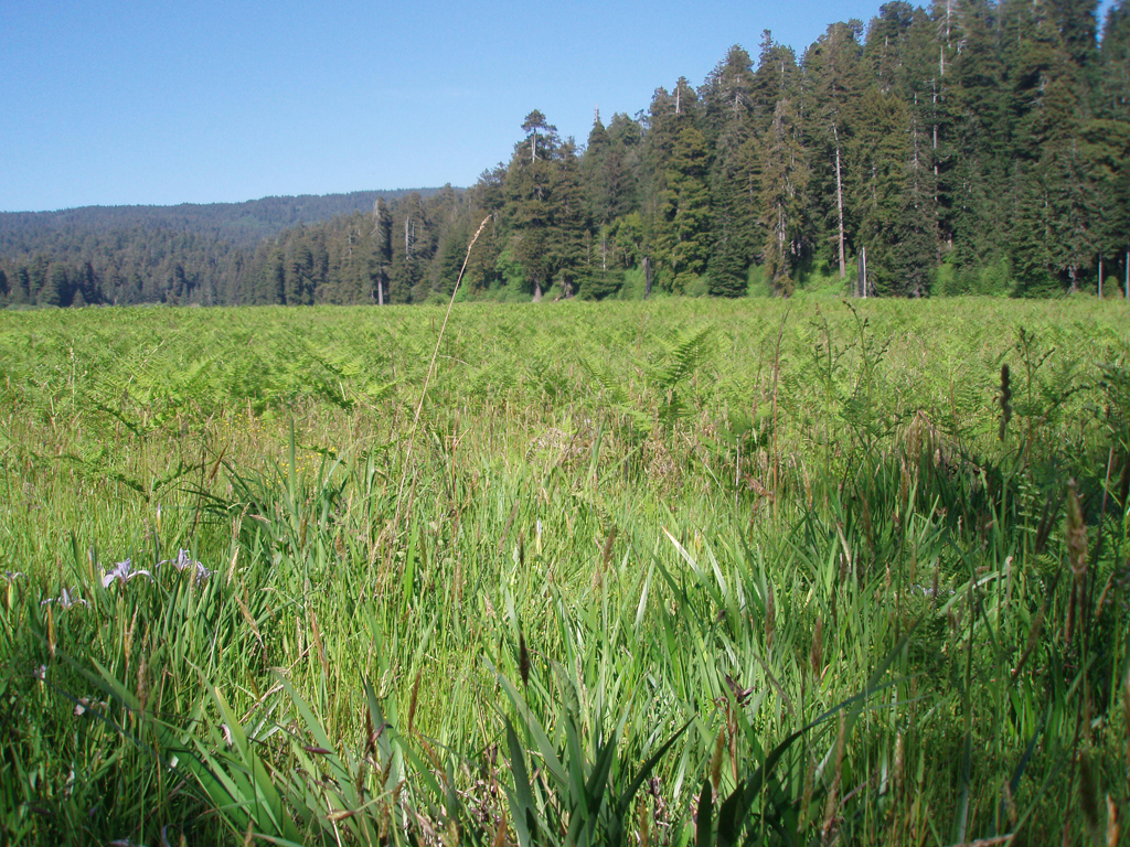 2009_May_RedWoods_ 155
