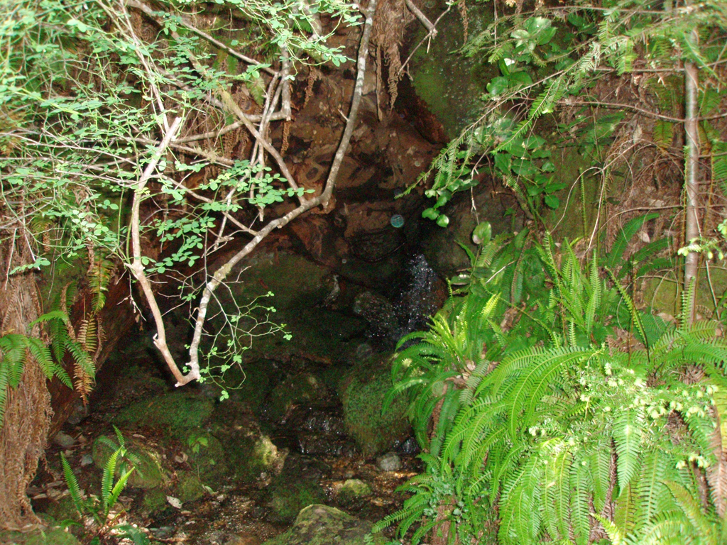 2009_May_RedWoods_ 094