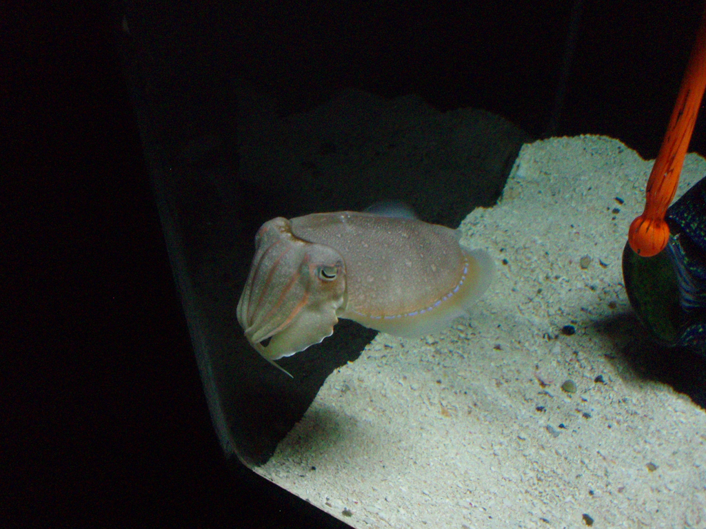 2009_May_RedWoods_ 219