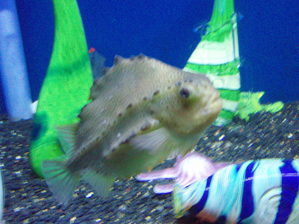 2009_May_RedWoods_ 224