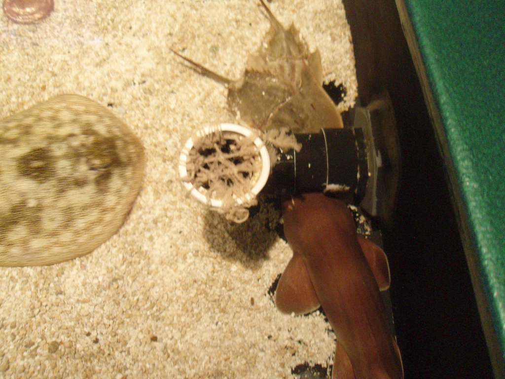 2009_May_RedWoods_ 227